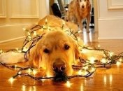 Как не навредить питомцу в Новый год