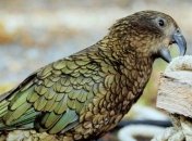 Пернатые дебоширы: новозеланские Кеа утроили беспорядок на дороге (Видео)