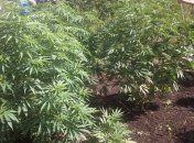 Более 10 килограмм марихуаны изъяли в Ровенской области