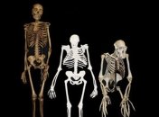 Ученые рассказали о том, какая походка была у гоминида