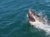 В Египте акула напала на семью украинцев: появились свежие данные о пострадавшем ребенке и его маме
