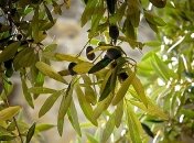 Неожиданно: какую пользу несут оливковые листья