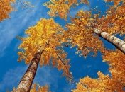 Погода в Украине 5 ноября: преимущественно без осадков