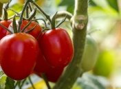 Таможенники Винницы задержали груз с зараженными помидорами