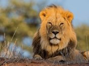 На Львовщине нетрезвых посетителей зооуголка покалечил лев