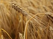 С 15 ноября Украина вводит полный запрет на экспорт пшеницы