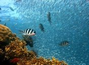 Популяция морских животных исчезает быстрее, чем популяция наземных