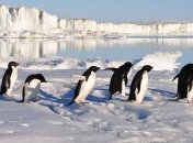 Климатические изменения грозят пингвинам вымиранием