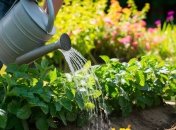 Полив – важливий етап у вирощуванні картоплі