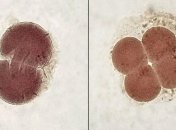 Учеными обнаружили различия в клетках двухдневного эмбриона