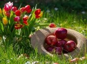 Приметы и обряды на 19 августа - Яблочный спас, Преображение Господне