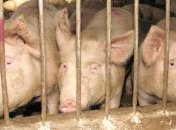 Украина, Россия и ТС обсудят проблему африканской чумы свиней 