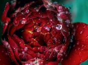 Синоптики обіцяють на початок липня короткочасні дощі і спеку