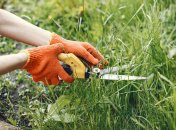 Сорняки – главный враг садовника