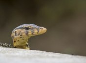 На кону сохранность вымирающих видов: ученые дали "утренний кофе" замороженным сперматозоидам ящериц 