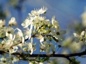 Терентий Маревный: приметы и обряды 23 апреля