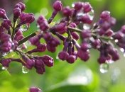 В некоторых областях Украины ожидаются сильные грозы