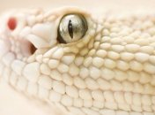 Год Змеи в истории