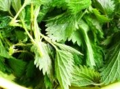 Крапива поможет очистить организм