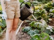 Коли правильно поливати рослини