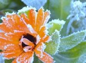 Прогноз погоды в Украине на 21 апреля: заморозки до -3