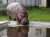 Умерла старейшая бегемотиха в Европе