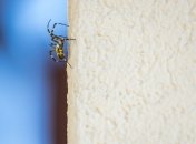 Народні прикмети про павуків