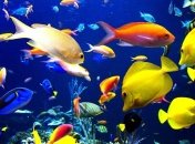 Ученые будут знакомить животных со всего мира