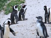 Украинские полярники отметили рост количества пингвинов в Антарктиде 