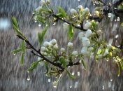 Весенний дождь