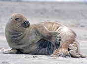 Ищут себе пару: серые тюлени хлопают под водой для привлечения партнера 