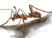 Обнаружен прежде неизвестный вид муравьев