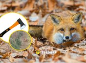 Лисиця забрала з поля сокиру