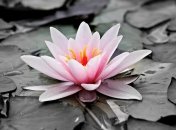 В Чернобыльской зоне выросли уникальные растения, занесенные в Красную книгу