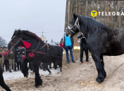 Фестивал на Прикарпатье вызвал негодование в соцсетях