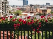 Домашнее средство для подкормки цветов