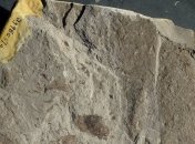 Палеонтологи нашли древнейшие останки растений