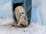 25 трогательных фото о том, как животные воспитывают своих детенышей