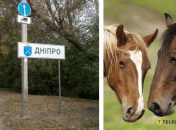 Коні у Дніпрі