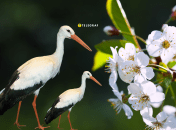 Прилет аистов