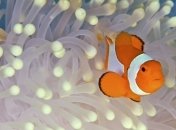 Ученые нашли еще одно свойство водорослей