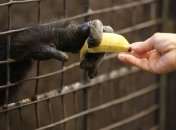 Бананы снижают давление