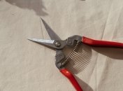 Это дерево очень быстро наращивает ветви