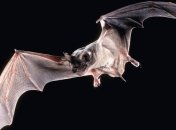 Палеонтологи: в Новой Зеландии бегали огромные летучие мыши 