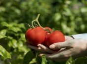 Использование подкормки помогает значительно улучшить качество урожая помидоров