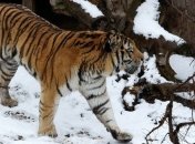 В Китае появятся еще два заповедника для амурских тигров 