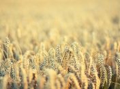 Экспорт зерновых: Украина побила прошлогодний рекорд