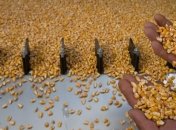 Минагро ожидает рекордный рожай кукурузы