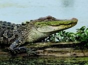 Ради науки: ученые дали аллигатору подышать гелием 