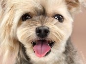 Когда повезло с парикмахером: снимки собак после стрижки взорвали Интернет